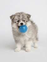 Pumpkin F1 Pomsky Puppy