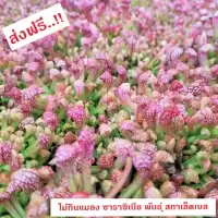 ต้นซาราซิเนีย พันธุ์ สกาเล็ตเบล (Sarracenia x Scaret belle) (ส่งทั้งกระถาง 3 - 8 นิ้ว) ไม้กินแมลง ใบกระเปราะสวย ชอบแดด