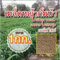กัมบ้า เมล็ดหญ้ากัมบ้า 1 กิโลกรัม #พร้อมปลูก(รับประกันการงอก) หญ้าเลี้ยงสัตว์ หญ้า พันธ์ุหญ้า หญ้าเลี้ยงวัว ควาย