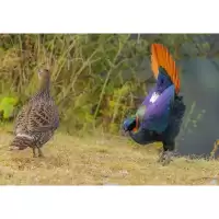 ไข่เชื้อไก่ป่าวูฟออเร้นท์ สำหรับฟัก ทดลองส่องเชื้อ