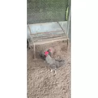 ไข่เชื้อไก่ไข่บาพลีมัธร็อค(สายพันธุ์เเท้) รับประกันเเตก100% 3เเถม1