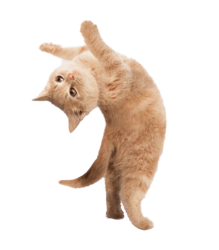 แมว