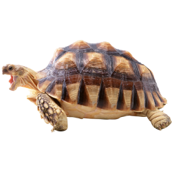 เต่า