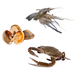 กุ้ง, หอย, ปู