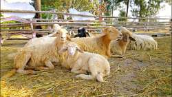 sheephaileaw