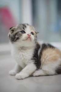 [FM] Scottish Fold สกอตติชโฟลด์