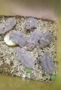 หนูแฮมสเตอร์ 