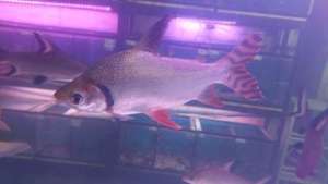 ปลาอินซีเน็ตหางแดง