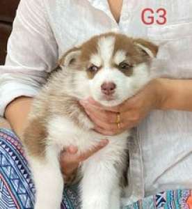 [FM] Siberian husky ไซบีเรียน ฮัสกี้