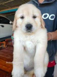[FM] Golden Retriever โกลเด้น รีทรีฟเวอร์