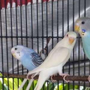 Parakeets parrot นกหงส์หยกลงรัง