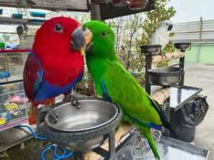 Eclectus parrot นกแก้วพันธุ์อิเล็คตัส