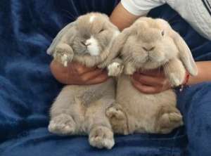 Holland Lop กระต่ายสายพันธุ์ฮอลแลนด์ ลอป
