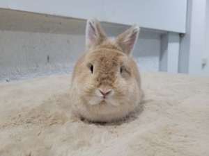 [FM] Netherland Dwarf กระต่ายสายพันธุ์เนเธอร์แลนด์ดวอฟ (ND)