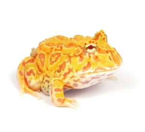 Argentina Horned Frog Yellow กบฮอร์นฟรอก สีเหลือง 