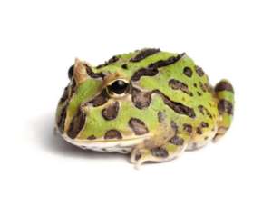 Argentina Horned Frog Green กบฮอร์นฟรอก สีเขียว