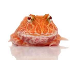 Argentina Horned Frog Pink กบฮอร์นฟรอก สีชมพู