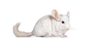 Chinchilla Wilson White ชินชิล่า สีวิลสันไวท์