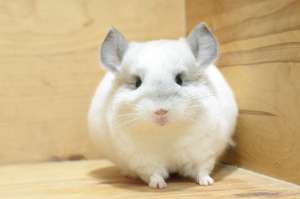 Chinchilla Wilson White ชินชิล่า สีวิลสันไวท์