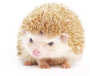 [FM] Hedgehog เม่นแคระ 