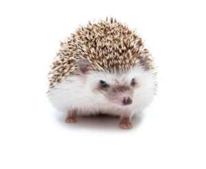 [M] Hedgehog เม่นแคระ 