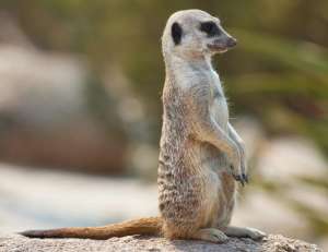 [M] Meerkat เมียร์แคต