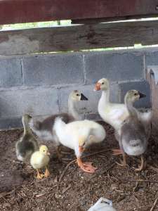 ShiTou Goose ห่านหัวสิงโตขาวเทา