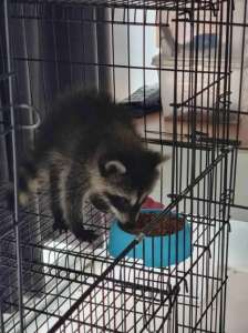 [FM] Raccoon เเรคคูน
