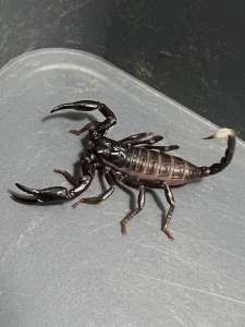 Heterometrus Spinifer Scorpion แมงป่องช้างใต้