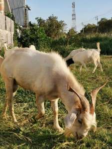 Goat แพะฟาร์ม