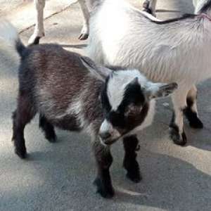 [M] Goat baby แพะเด็ก