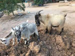 Goat แพะ 3 ตัว [1 M, 2 FM]