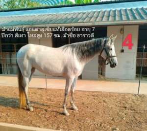 Horse Andalusian White ม้าขาวแอนดาลูเซีย