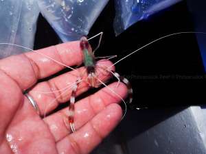 Banded Coral Shrimp กุ้งทะเล (กุ้งนักเลง)