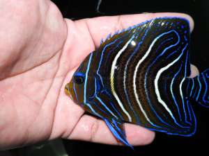Blue Koran Angelfish ปลาทะเล ปลาสินสมุทรหางเส้น