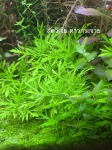 Ludwigia Senegalensis ลัดวิเจียดาวกระจาย