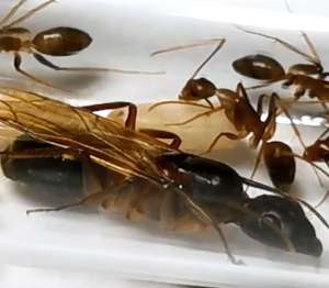 Camponotus Sp. มดตะลานอกส้ม