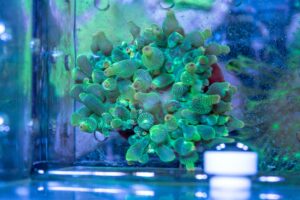 Green anemone bubble tip แอนนีโมนีนมเขียวตัวเล็ก บ้านปลาการ์ตูน