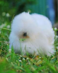 ไก่ซิลกี้