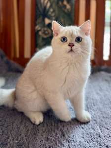 เด็กชายบริติชช็อตแฮร์ สีซิลเวอร์ ตาสีฟ้า
