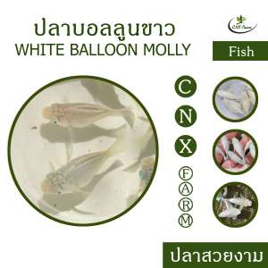 ปลาบอลลูนขาว เซ็ท 10 ตัว White Ballon Molly