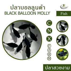 ปลาบอลลูนดำ เซ็ท 10 ตัว Black Ballon Molly