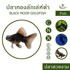 ปลาทองลักเล่ห์ดำ เซ็ท 3 ตัว Black Moor Goldfish