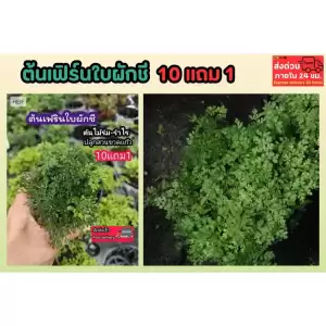ต้นเฟิร์นใบผักชี สวนขวด ต้นไม้จัดสวนterrarium ต้นไม้คลุมดิน จัดสวนน้ำตก จัดบ้าน ดินปุ๋ย ธรรมชาติ เมล็ดพันธุ์ ดอกไม้กินได