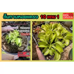 ต้นกาบหอยแครง พืชน้ำ ต้นไม้ กินแมลง หม้อข้าวหม้อแกงลิง จัดสวนขวด Terrarium สวนถาด กล้วยไม้ เฟิร์น มอสดิ ต้นไม้น้ำ ตู้ปลา