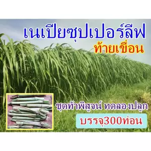 พันธุ์หญ้าเนเปียซุปเปอร์ลีพ ท้ายเขื่อน (300ท่อน) เนเปียโตไว หญ้าสายพันธุ์ใหม่ทนแล้ง