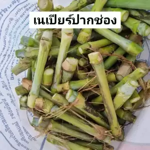 หญ้าเนเปียสด ท่อนพันธุ์หญ้าเนเปียร์50ท่อน หญ้าเนเปียร์