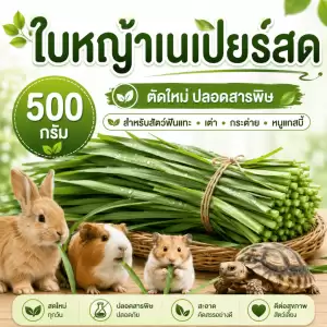 ใบหญ้าเนเปียร์สด500กรัมใหม่ปลอดสารพิษสำหรับสัตว์ฟันแทะเต่ากระต่ายหนูแกสบี้ 500 กรัม