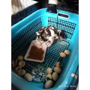 ไข่เชื้อไก่พื้นเมืองและไก่ไข่ส่งด่วน