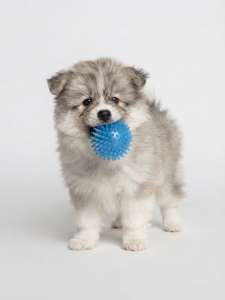 Pumpkin F1 Pomsky Puppy